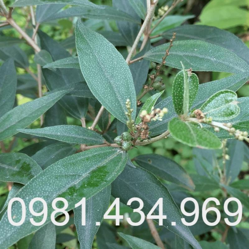 Cây Khổ Sâm Khô Chất Lượng 01KG