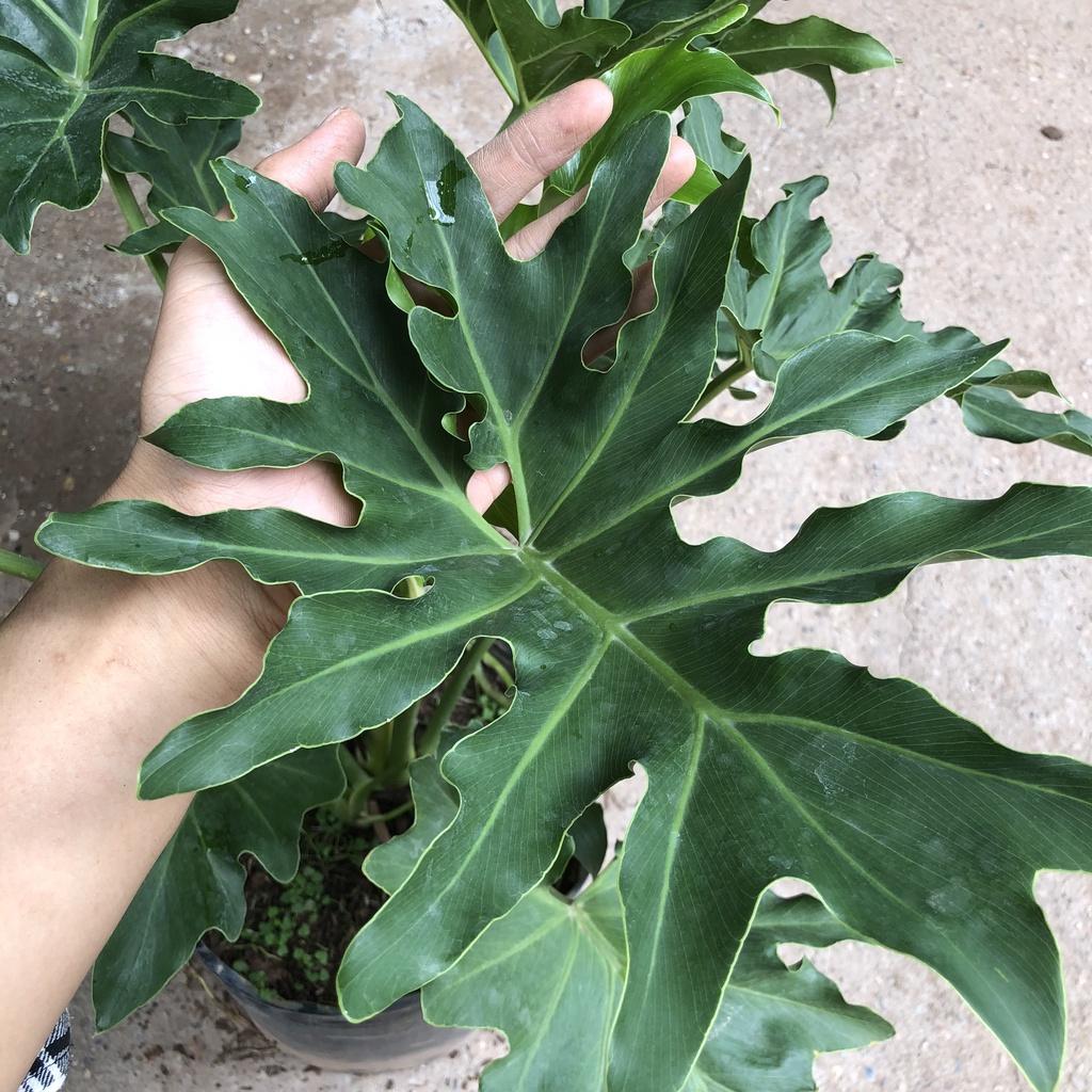 Cây trầu bà thanh xuân to, Cao 50cm tán lá cực dày xanh mướt bắt mắt, thanh lọc không khí