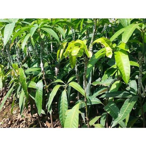 Cây giống xoài thái lan