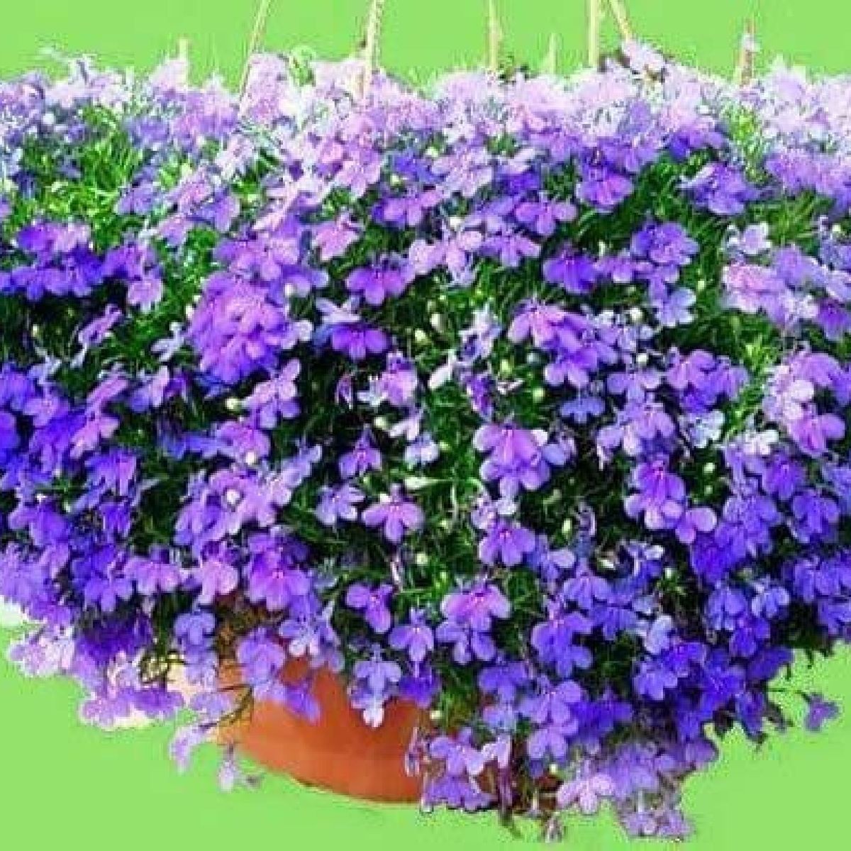 Bộ 1 gói hạt giống cúc lobelia 