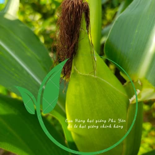 Hạt giống ngô nếp nù sữa gói 300gram chất lượng