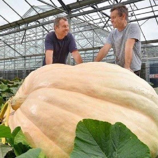 Combo 3 gói Hạt giống bí đỏ khổng lồ,hạt giống tốt ,giống chuẩn f1 - Gói 5 hat