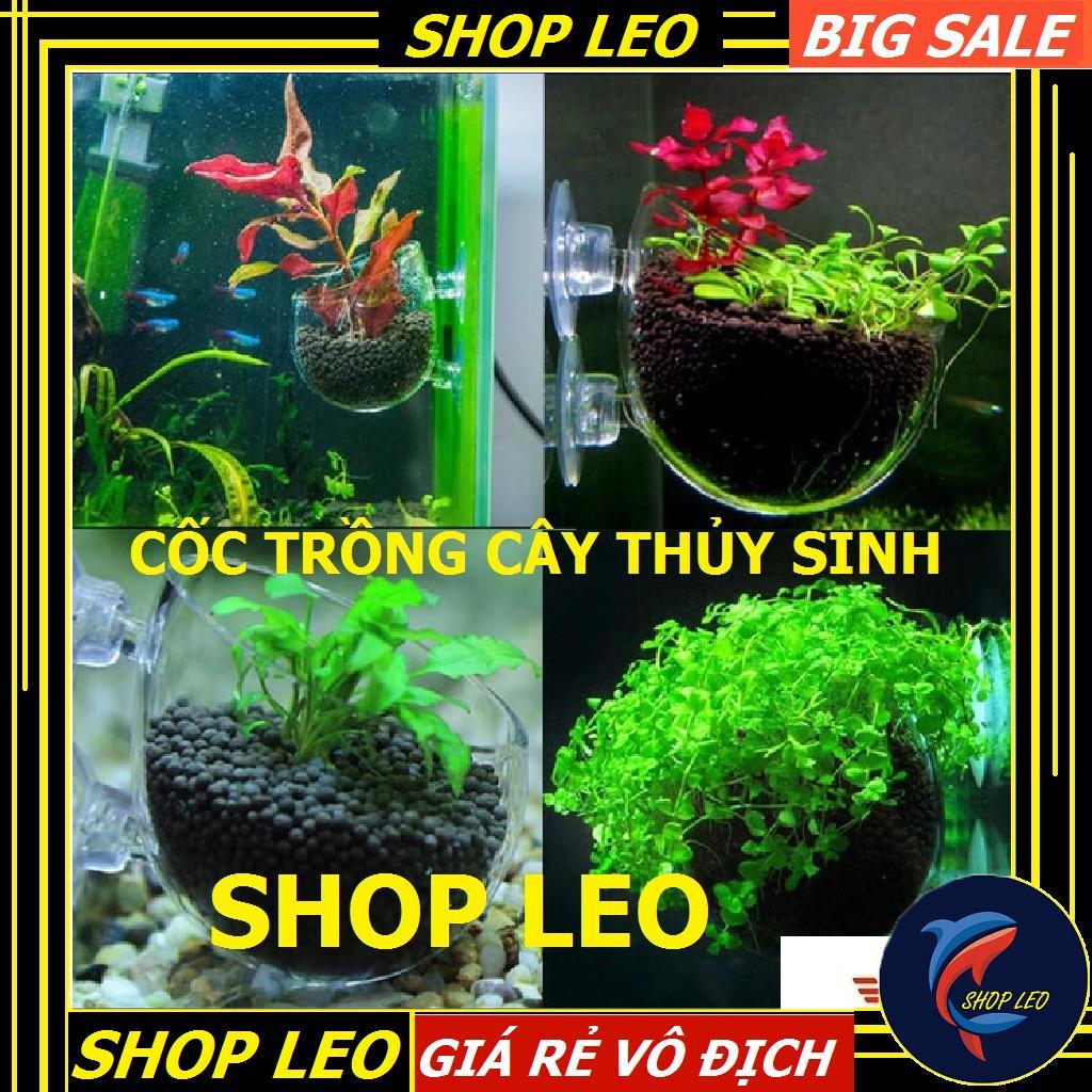 Cốc trồng cây bằng thủy tinh cho hồ thủy sinh