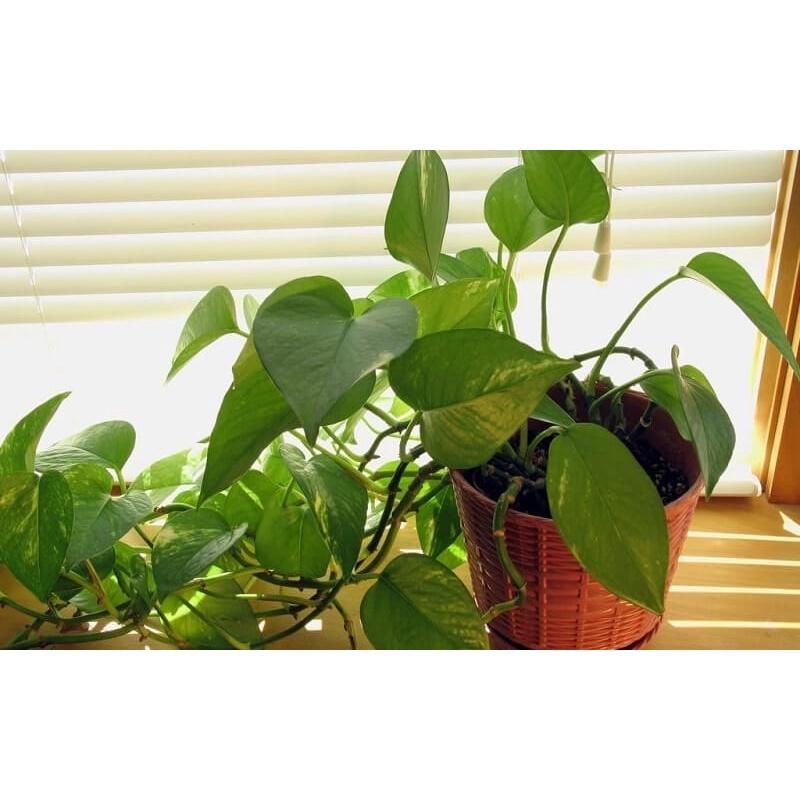 CÂY TRẦU BÀ LEO CỘT