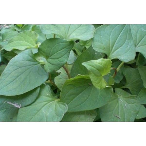 RAU DIẾP CÁ - BẦU CÂY GIỐNG NHIỀU THÂN
