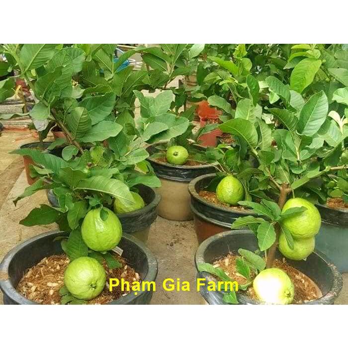 Cây ổi Thái Lan cho quả quanh năm trồng chậu