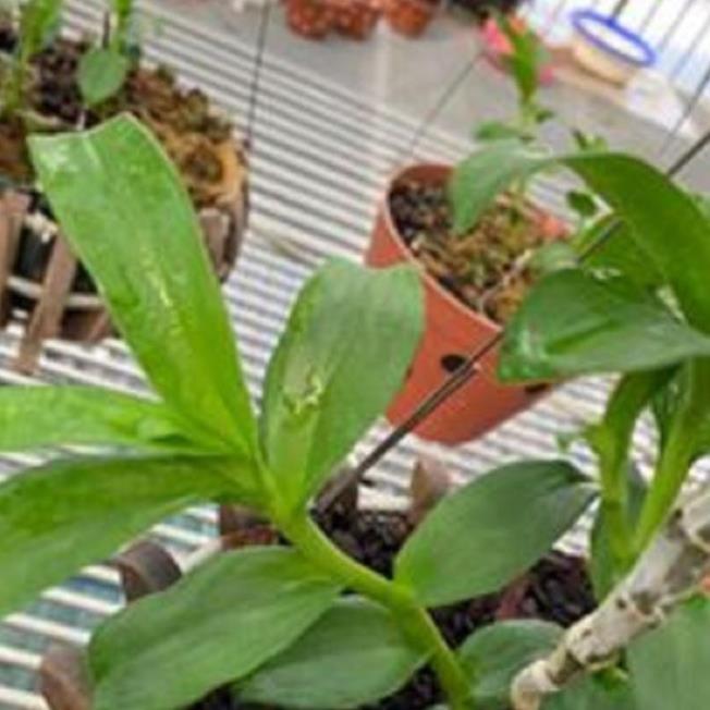 Hoa lan 5ct phủ trì ki mập khỏe ấm chậu