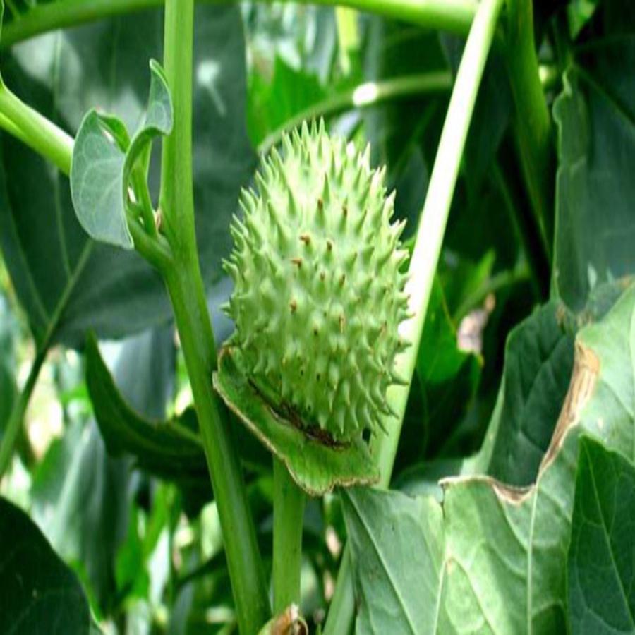 Cà Độc Dược Khô - 01KG