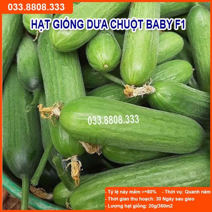 HẠT GIỐNG DƯA BABY CHÙM - Dưa Sai Quả Dễ Trồng