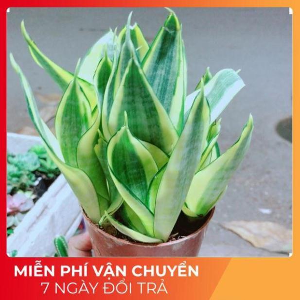 Lưỡi Hổ Thái Vàng
