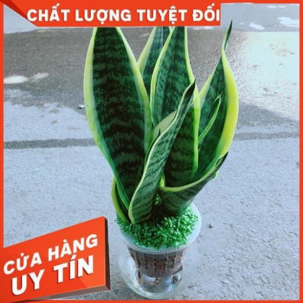 Chậu Lưỡi Hổ Thuỷ Sinh