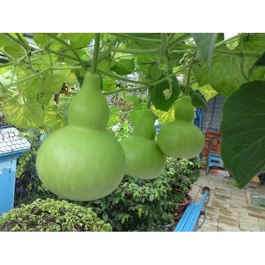 Hạt Giống Bầu Hồ Lô 10 hạt