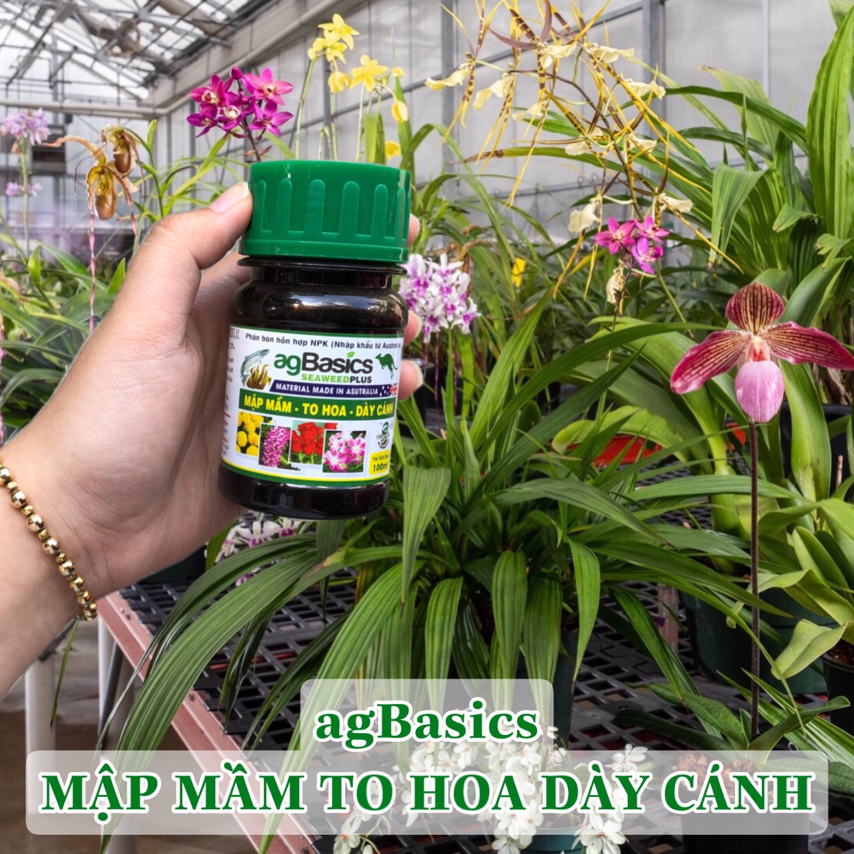 Phân bón Ag Basics hữu cơ - 100ml - MẬP MẦM-TO HOA-DÀY CÁNH