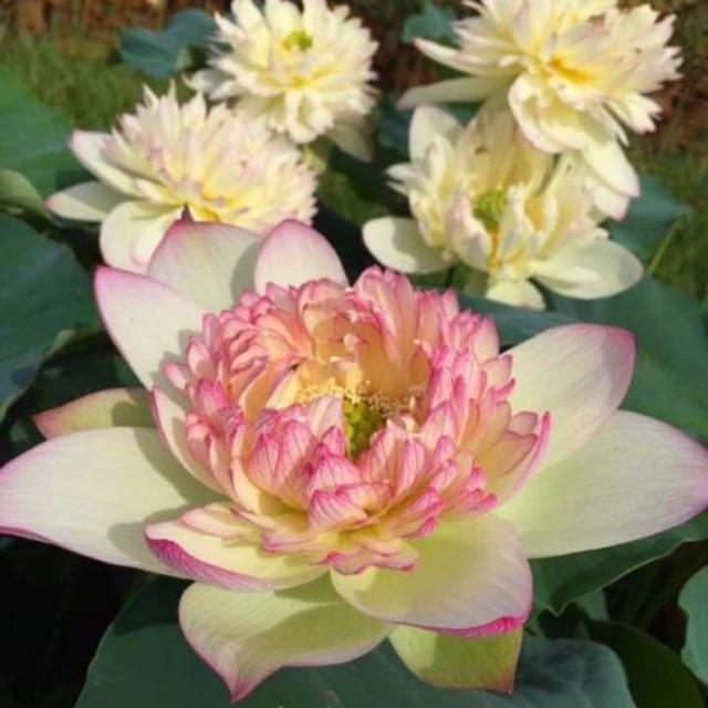 Củ. Sen thái New brocade hoa cực lạ và đẹp.