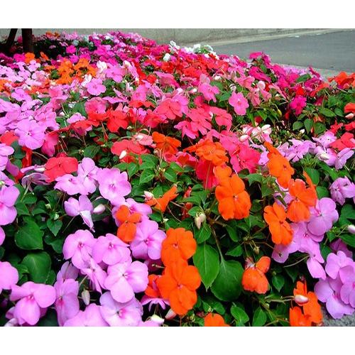 HẠT GIỐNG HOA MAI ĐỊA THẢO KÉP NHIỀU MÀU