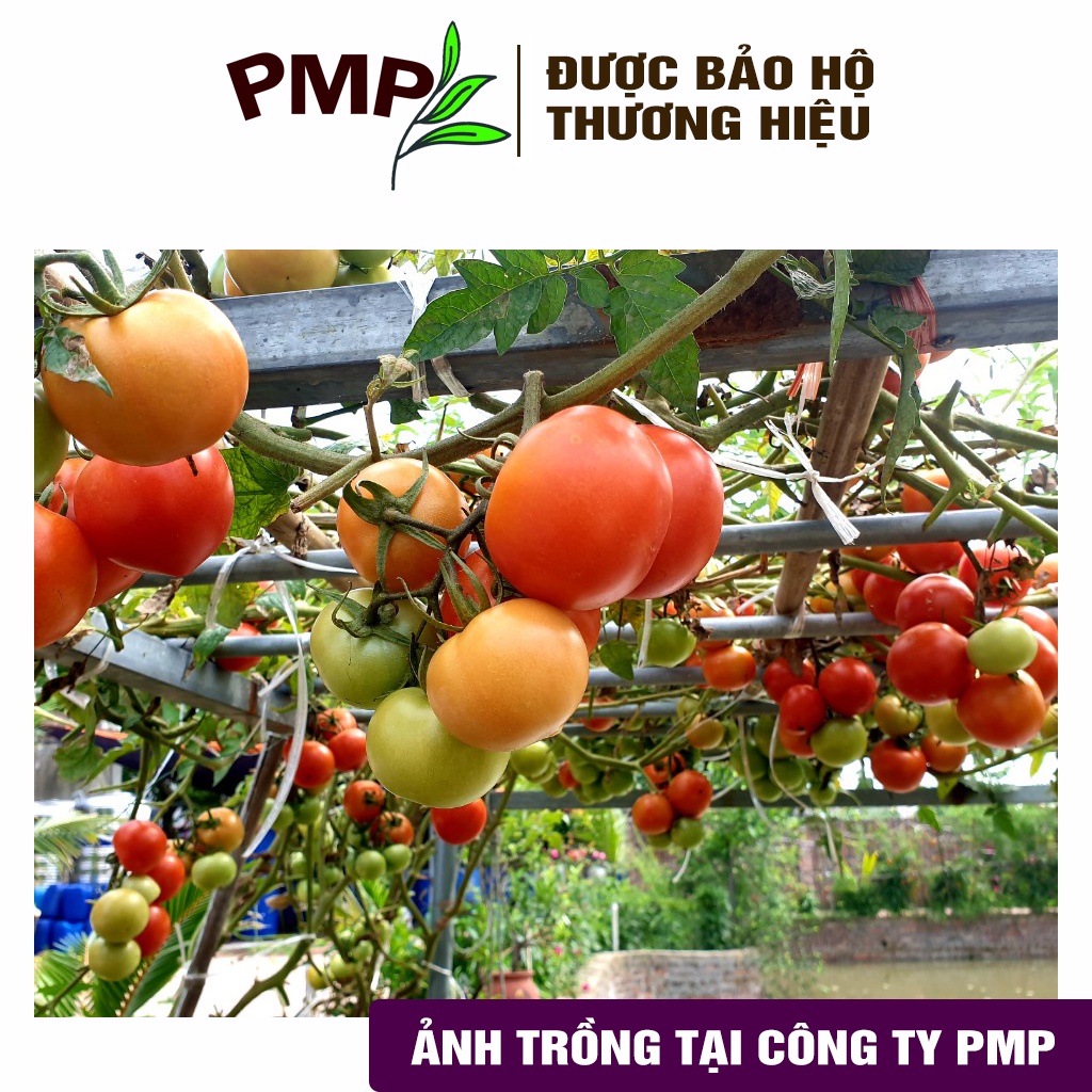 Combo bộ phân bón hữu cơ PMP trồng cà chua bạch tuộc - Phân cải tạo đất Fermic - Super Probio - Soymic V – Đạm Cá - Bã Mía