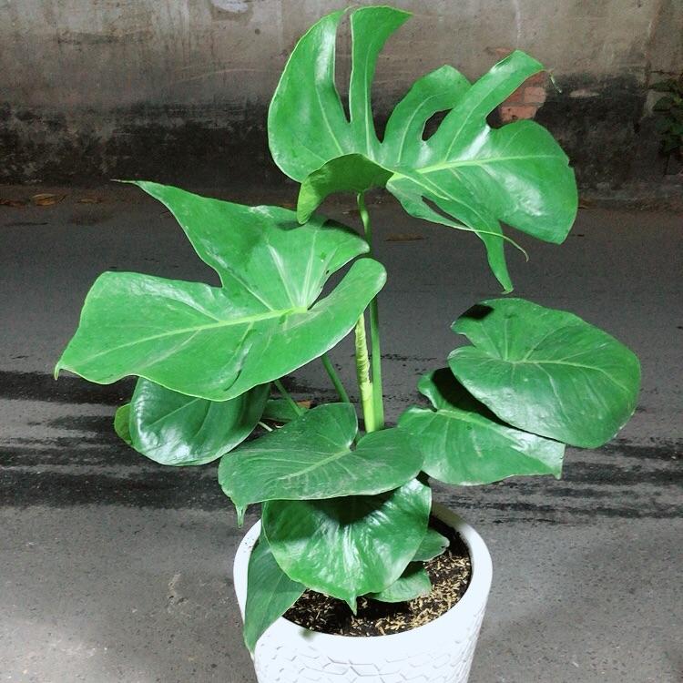 Chậu Cây Trầu Bà Lá Rách