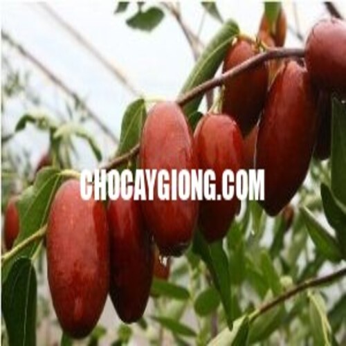 CÂY TÁO TẦU