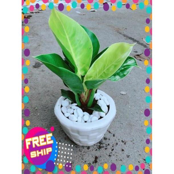 Chậu Cây Trầu Bà Đế Vương