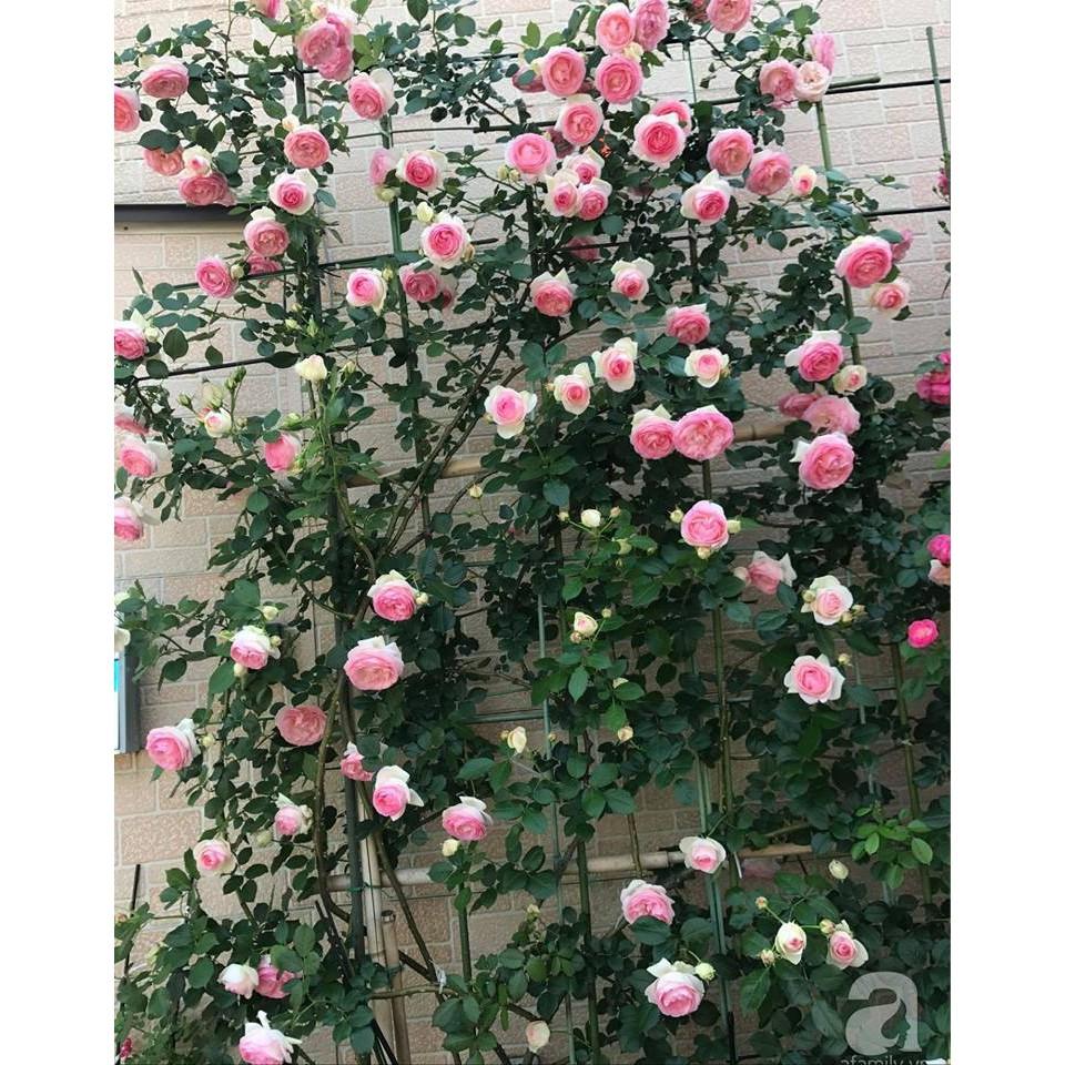 Hạt giống hoa hồng leo