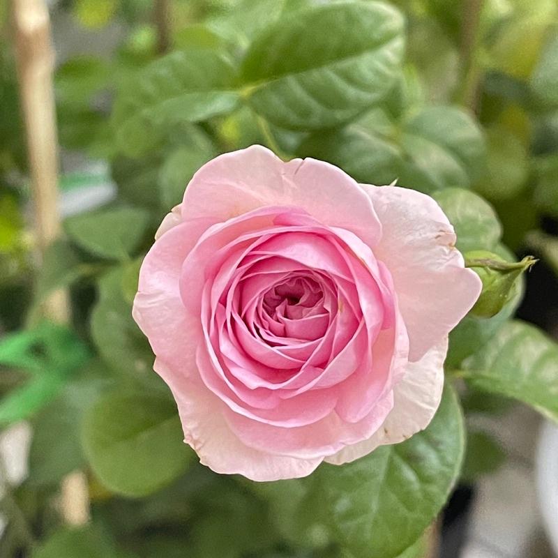 Hoa Hồng Mon Coeur leo cây nguyên bản