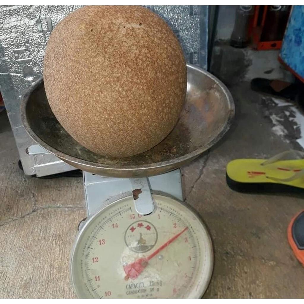 Cây giống hồng xiêm ruột đỏ khổng lồ