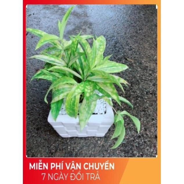 Chậu Cây Trúc Nữ Hoàng