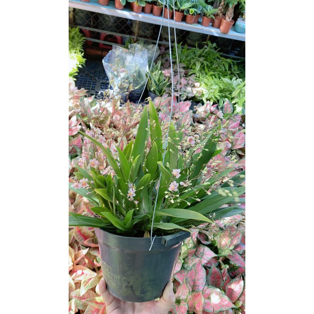 Cây Hồng Lâu Mộng