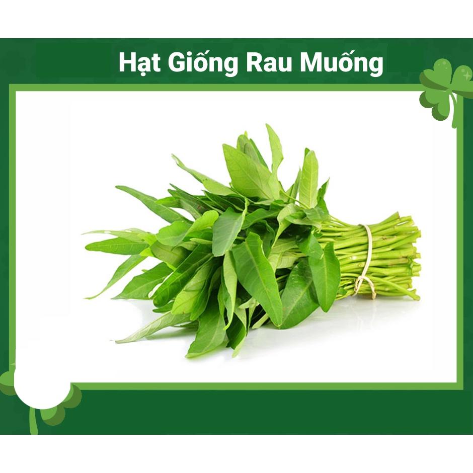HẠT GIỐNG RAU MUỐNG GÓI 100G - KHÁNG BỆNH TỐT, NĂNG SUẤT CAO CỰC DỄ TRỒNG