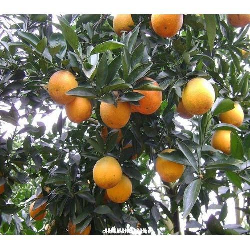 CÂY GIỐNG CAM VINH SIÊU NGON SIÊU QUẢ- CAM KÊT GIỐNG CHUẨN F1 - CGCVSNSQ