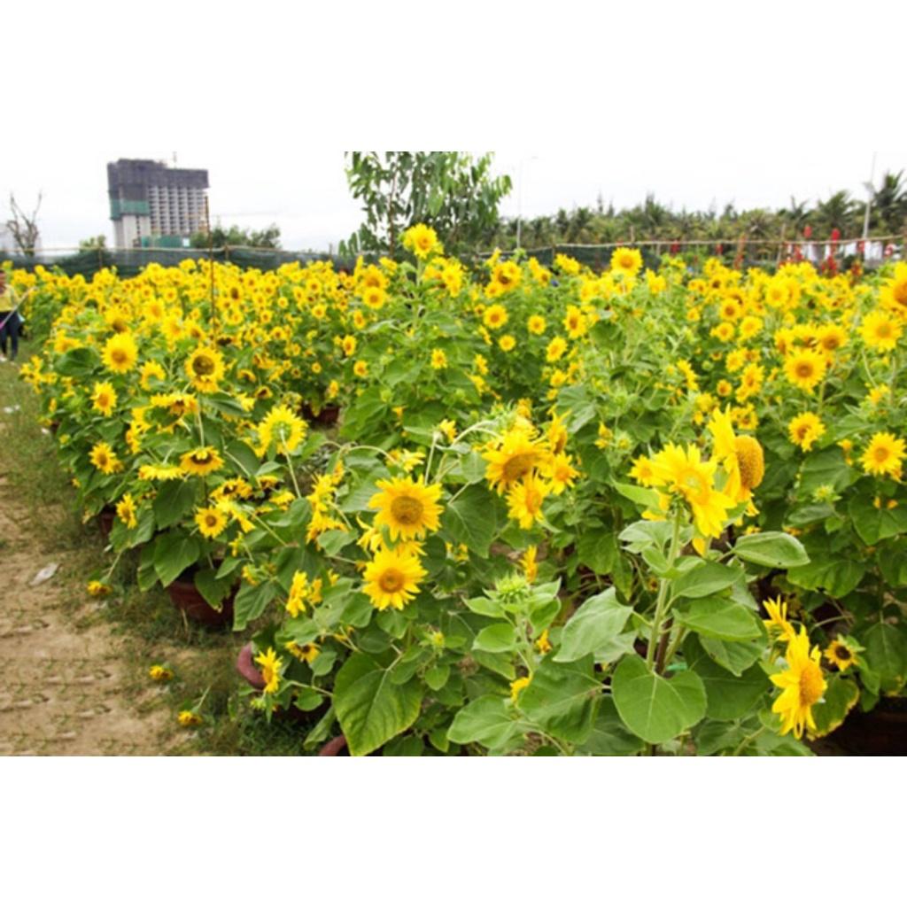 Hạt giống Hoa Hướng Dương Tháp siêu bông