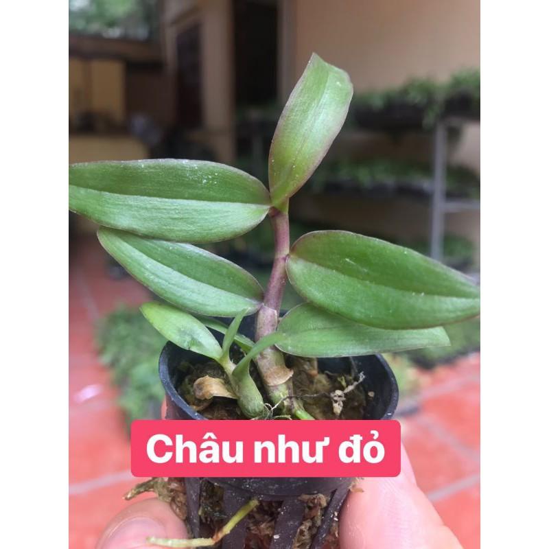 Dã hạc châu như đỏ
