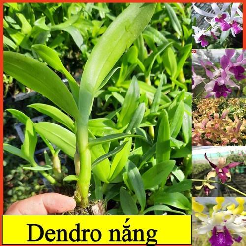 Cây giống DENDRO NẮNG BÀ LIỄU THƠM siêu thơm