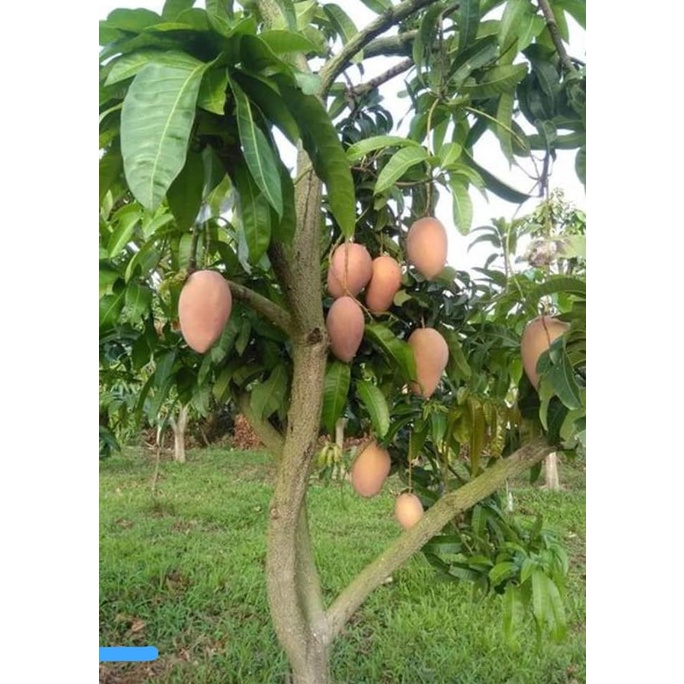 CÂY GIỐNG XOÀI HỒNG THÁI KHỔNG LỒ