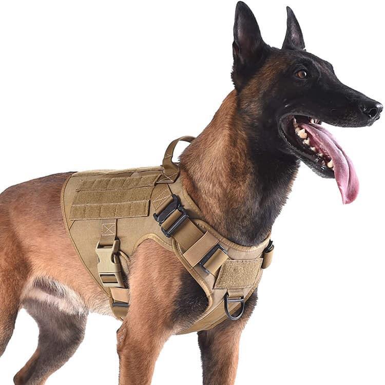 đai lưng nghiệp vụ huấn luyện chó malinois ,bolie,corgi,doberman,v.v