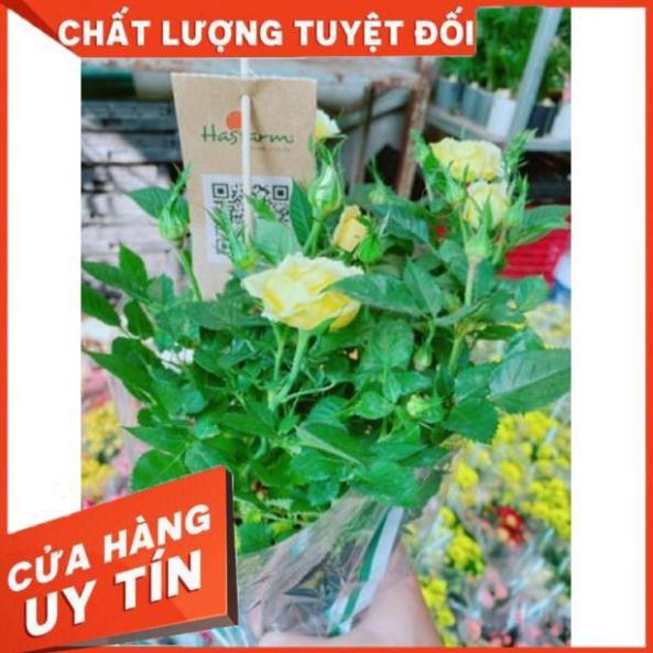 Chậu hoa hồng đạt lạt màu vàng