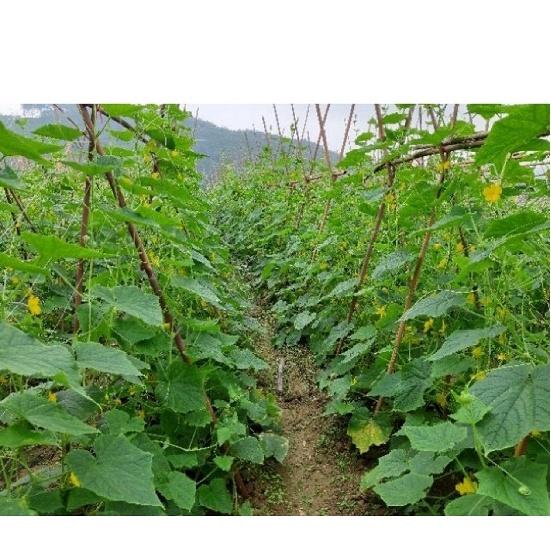 Hạt Giống DƯA CHUỘT NẾP LAI F1 - GÓI 10GR