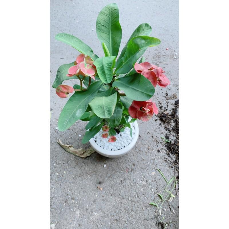 Chậu Cây Xương Rồng Bát Tiên