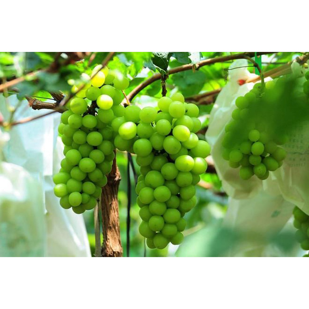 Cây Nho Giống Mẫu Đơn Shine Muscat.