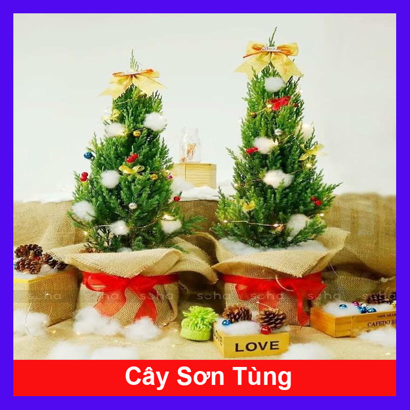 Cây sơn tùng trang trí noel cao 40-50 cm (ảnh thật số 2)