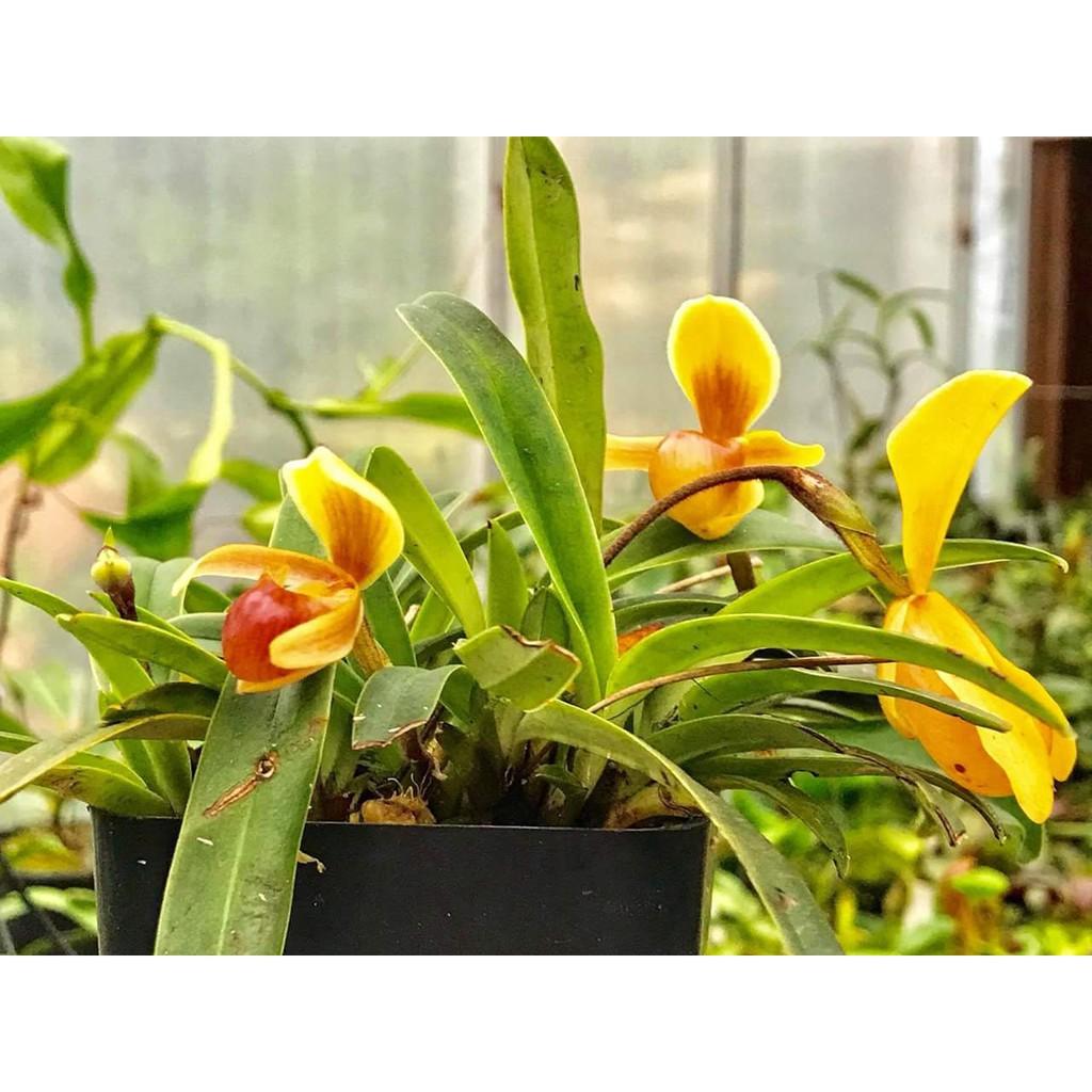 1 bó lan HÀI HELEN RỪNG TUYÊN QUANG- cây giống lan rừng + Tặng 01 cây dâu da đất