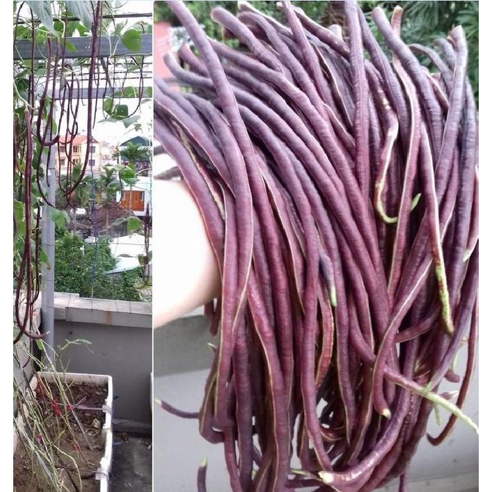 Hạt giống đậu đũa đỏ dể trồng f1 -gói 3gram-tặng kèm gói phân bón lót