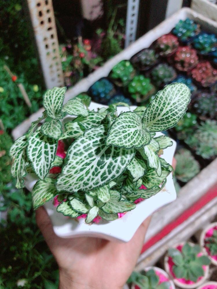 Chậu Cây Lá May Mắn