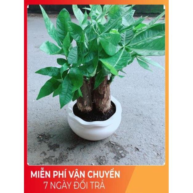 Kim Ngân 3 Thân Kèm Chậu Sứ Tròn