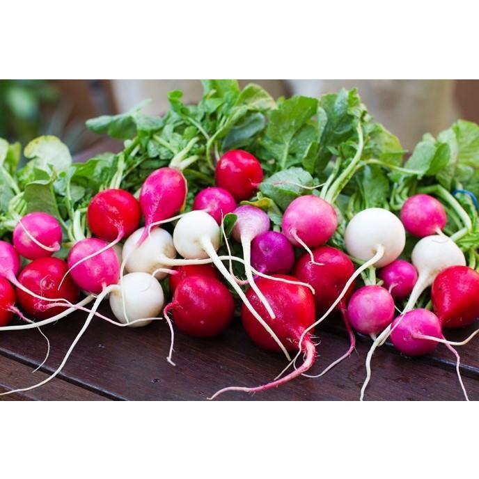 50h Hạt Giống Củ Cải Đỏ Mix Cầu Vồng
