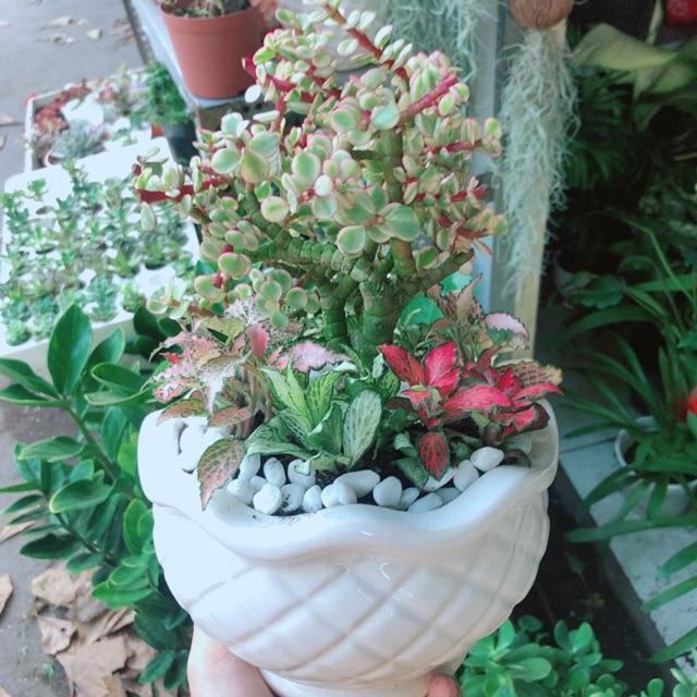 Chậu Cây Đô La Hồng +Cây Cẩm Nhung