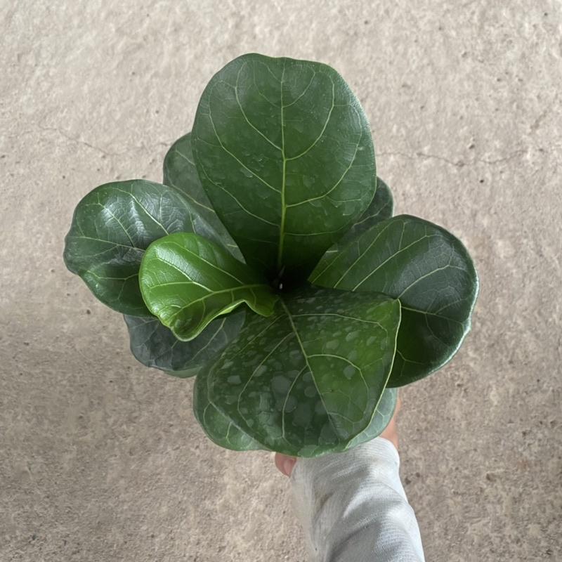 Cây bàng singapore mini để bàn lá to sức sống khoẻ mang ý nghĩa phong thuỷ tốt