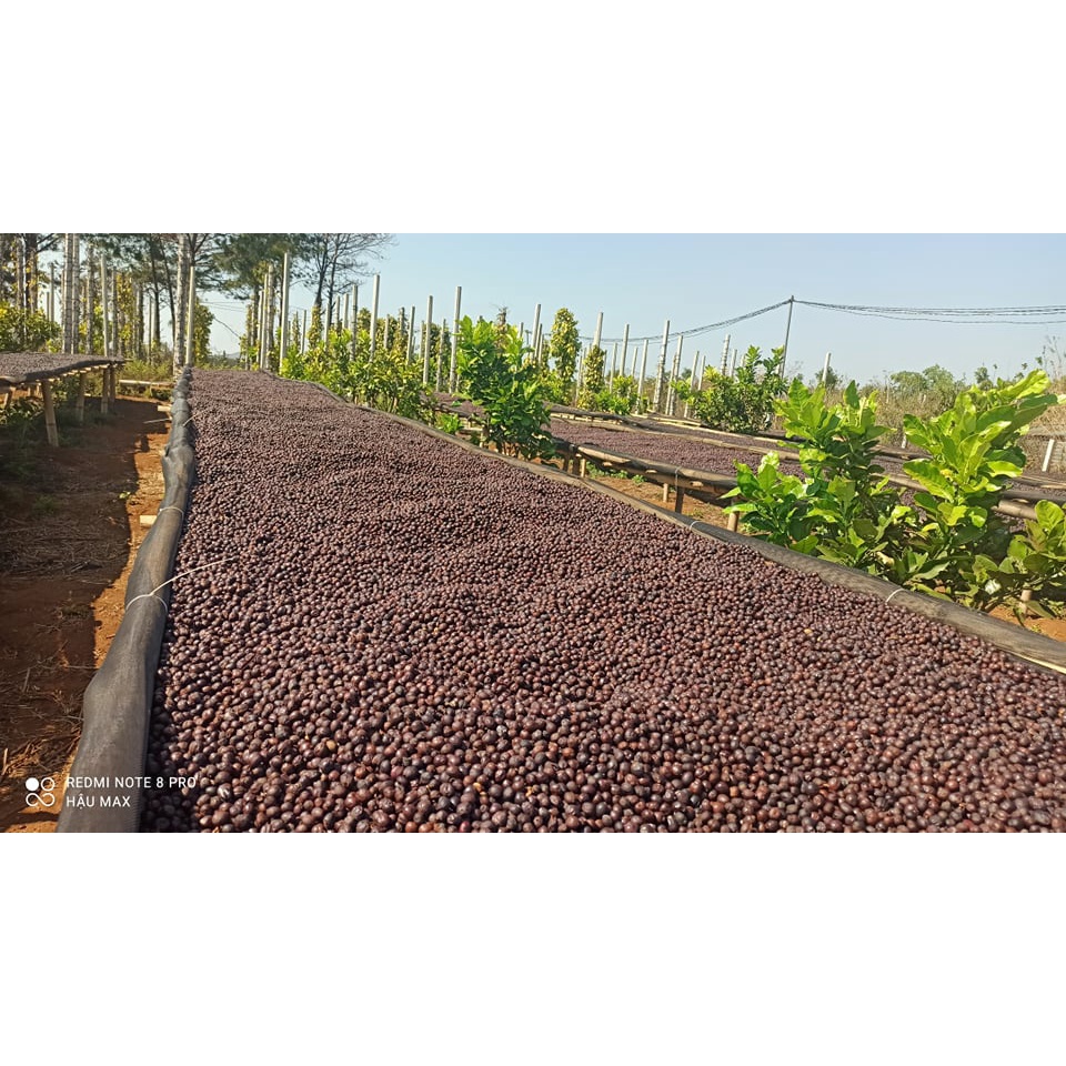 1kg Cà phê nhân xanh s16 s18 ROBUSTA , FINE RO daklak