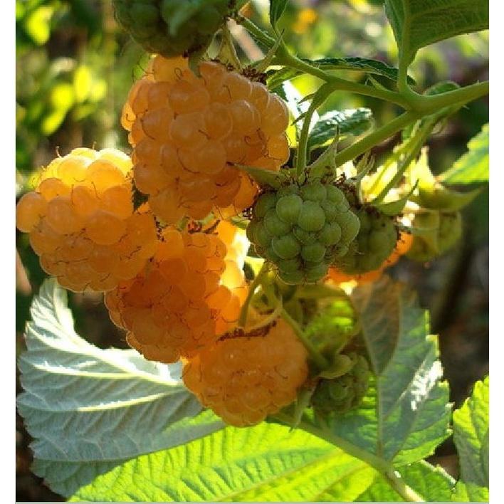 Hạt giống cây ăn trái mâm xôi vàng,hạt giống chuẩn f1 - Gói 30 hạt