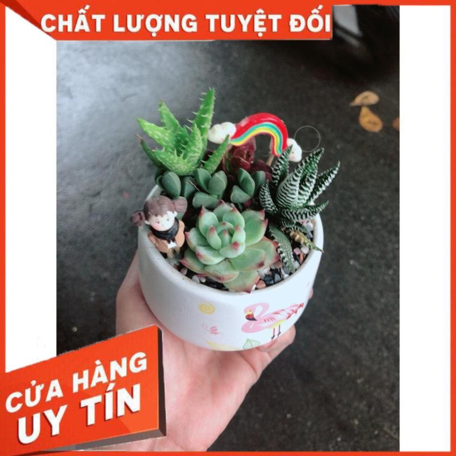 Chậu sen đá tiểu cảnh 14